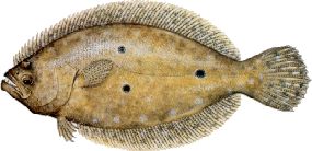 flounder.jpg